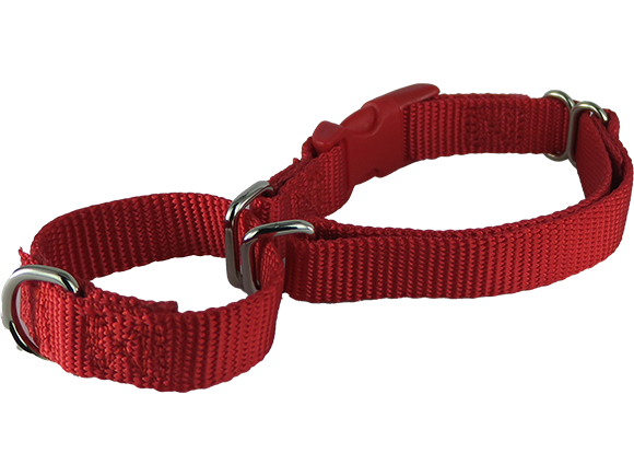 Martingale Dog Collar with Buckle