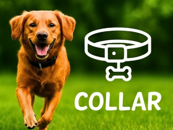Dog wearing nylon collar running on grass – Collar category cover photo for Weichii pet accessories