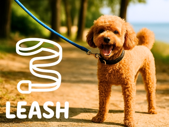 A poodle on beach path with blue leash – Leash category cover for Weichii pet accessories